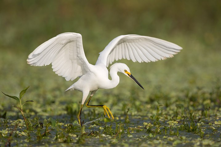 Schmuckreiher Egretta thula Snowy Egret